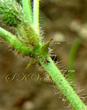  Stem and Spines